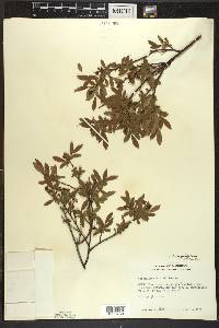 Vaccinium angustifolium image