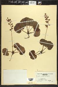 Pyrola asarifolia image