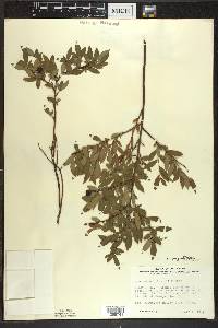 Vaccinium angustifolium image