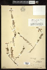 Vaccinium macrocarpon image