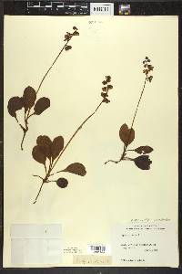 Pyrola elliptica image