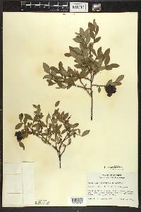 Vaccinium angustifolium image