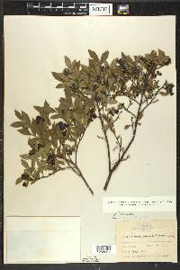 Vaccinium angustifolium image