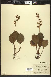 Pyrola americana image