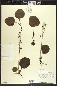 Pyrola americana image