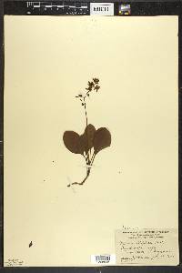 Pyrola elliptica image