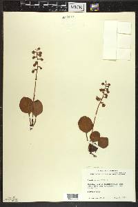 Pyrola americana image