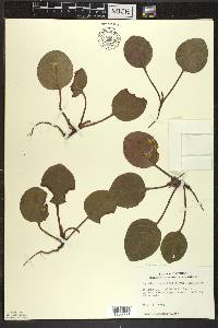 Pyrola americana image