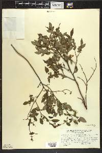 Vaccinium angustifolium image