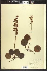 Pyrola americana image