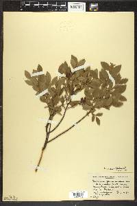 Vaccinium angustifolium image