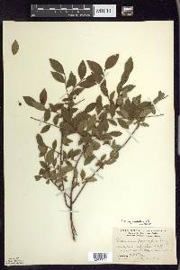 Vaccinium angustifolium image