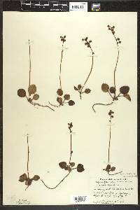 Pyrola chlorantha image