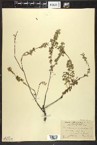 Vaccinium macrocarpon image