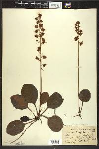 Pyrola americana image