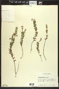 Vaccinium macrocarpon image