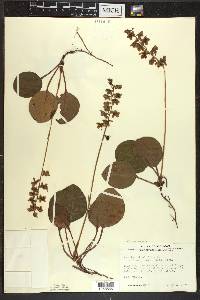 Pyrola americana image