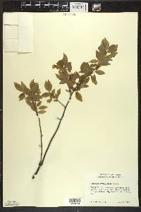 Vaccinium myrtilloides image