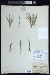 Stuckenia filiformis image