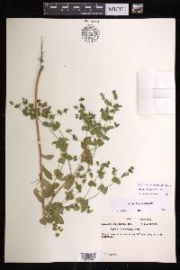 Euphorbia spathulata image