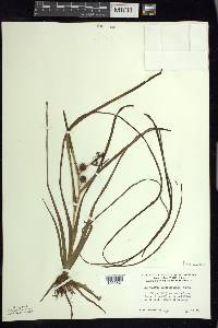 Sparganium angustifolium image