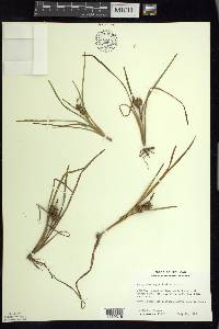 Sparganium angustifolium image