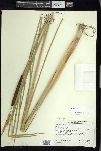 Typha angustifolia image