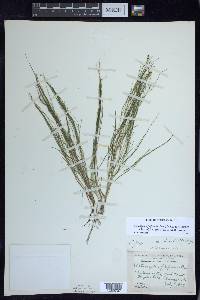 Stuckenia filiformis image