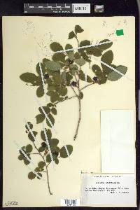 Vaccinium ovalifolium image