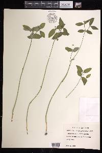 Euphorbia mercurialina image