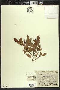 Vaccinium angustifolium image