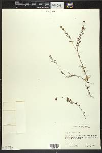 Vaccinium oxycoccos image