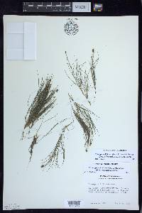 Stuckenia filiformis image