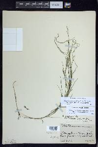 Stuckenia filiformis subsp. alpina image