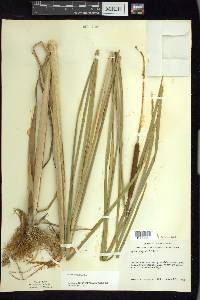 Typha angustifolia image