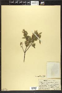 Vaccinium angustifolium image