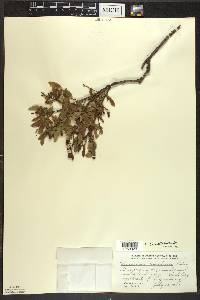 Vaccinium myrtilloides image