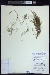 Stuckenia filiformis image