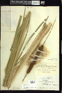 Typha angustifolia image