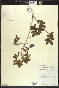 Vaccinium myrtilloides image