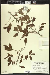 Vaccinium angustifolium image