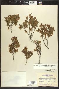 Vaccinium myrtilloides image