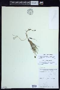 Stuckenia filiformis image