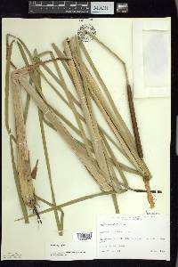 Typha angustifolia image