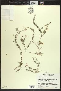 Vaccinium oxycoccos image