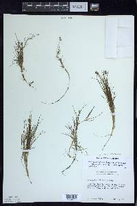 Stuckenia filiformis image