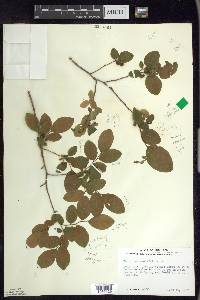 Vaccinium ovalifolium image