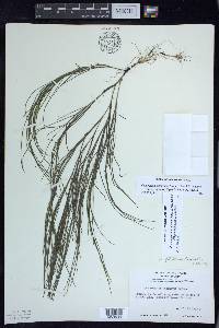 Stuckenia filiformis image