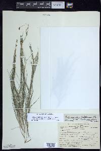 Stuckenia filiformis image