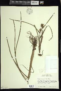 Sparganium angustifolium image